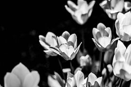 aufgeknöpft von Adinda Heeres