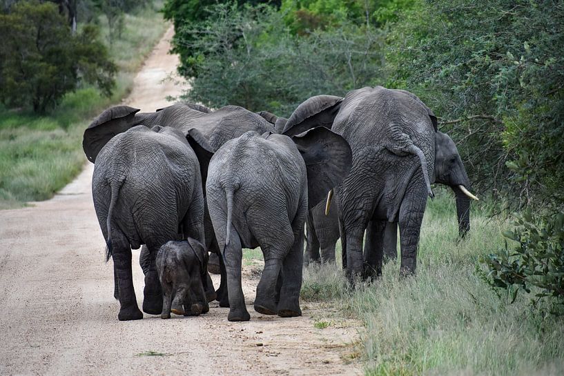 Troupeau d'éléphants avec un jeune par Jeroen Lugtenburg