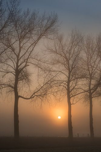Mooie zonsopkomst in de mist bij de bomen