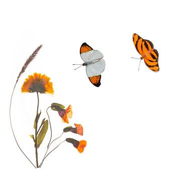 Calendula met vlinders van Anjo Kan