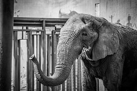 Elefant [2) (Schwarz-Weiß-Bild) von SVFotografie
