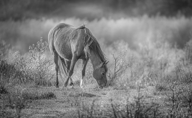 Black white wild horse Planken Wambuis Veluwe van JorDieFotografie