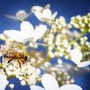 Macro d'une abeille sur une fleur d'hortensia sur ManfredFotos