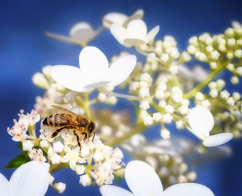 Macro d'une abeille sur une fleur d'hortensia