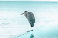 Grijze reiger staat aan de rand van het zwembad van Besa Art thumbnail
