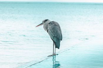 Grijze reiger staat aan de rand van het zwembad