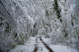 Winter forest by Tanja Voigt