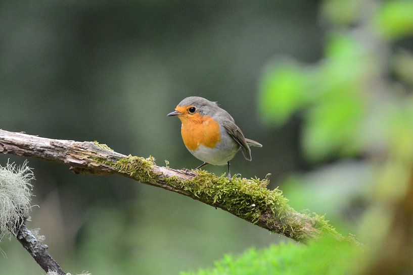 Robins von Daan Obdeijn