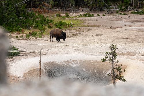Yellowstone National Park