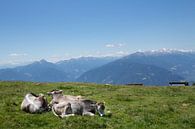 Koeien op de Alm in de Dolomieten van Martina Weidner thumbnail