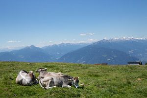 Kühe auf der Alm in den Dolomiten