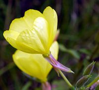 Bloemen in de herfst