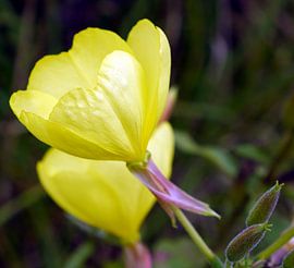 Bloemen in de herfst sur richard de bruyn