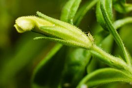 Gele Petunia van Johan Slagers