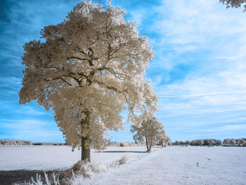 Bäume Weiler der Marshoek von Reinder