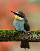 Bee-eater in the herfs