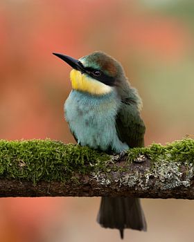 Bienenfresser in den Herden