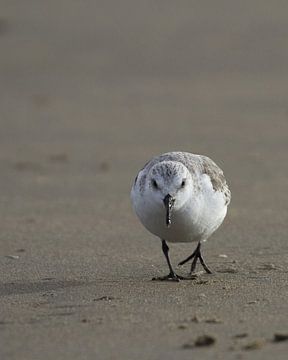 strandlopen van Martijn Winkelaar