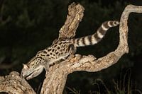 Genetkat op een olijftak in de nacht op zoek naar voedsel