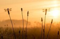 Bandheidelibellen bij zonsopkomst van Erik Veldkamp thumbnail