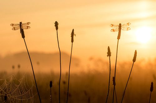 Banderolierungen bei Sonnenaufgang