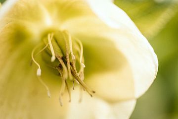Helleborus close-up... (bloem, helleborus, kerstroos, lente) van ElkeS Fotografie