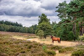 Ein freies Pferd in der Veluwe, ein kurzer Moment der Freiheit. von John Duurkoop