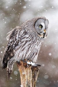 Lappländische Eule im Schnee