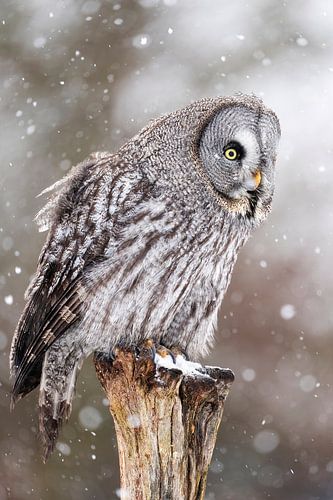 Lapland owl in the snow by Rando Kromkamp Natuurfotograaf