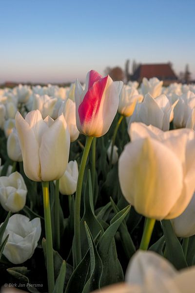 Touch of art by Dirk Jan Piersma