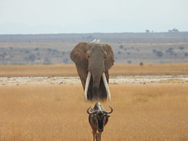 Sur les traces de la savane sur thomas HEYLEN