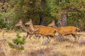 Red deer on the Hoge Veluwe, Netherlands