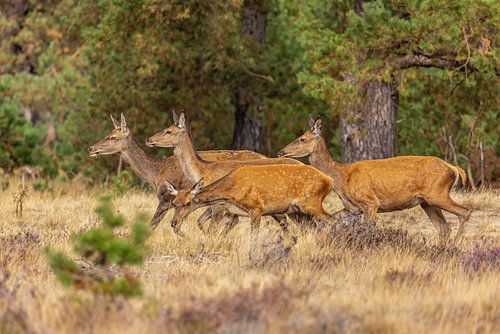 Edelherten op de Hoge Veluwe, Nederland