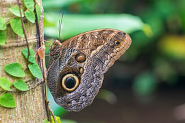 Owl Moth by Merijn Loch