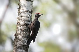 Black woodpecker hanging from a birch by Michel Roesink