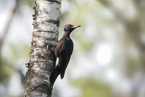 Black woodpecker hanging from a birch