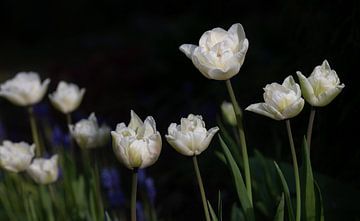 Witte tulpen tegen een donkere achtergrond van Ulrike Leone