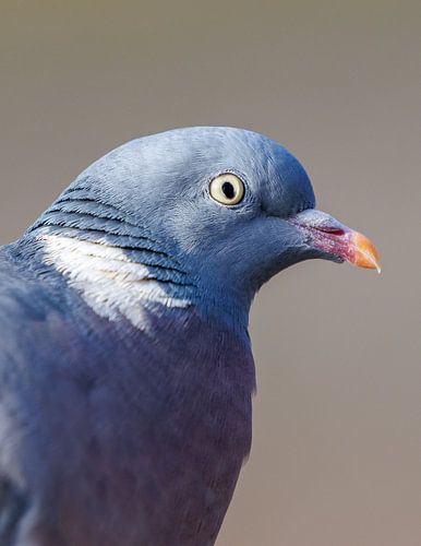 Pigeon close-up