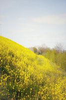 The fields of joy