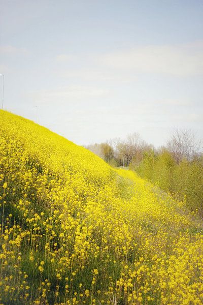 The fields of joy by Sonja Onstenk
