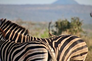 Vogel op de rug van een zebra van Annelies69