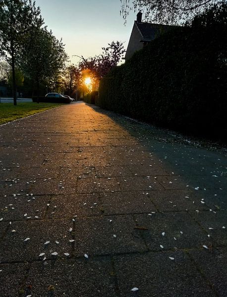 Luminous by Thomas Hofman