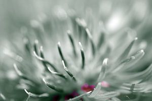 A little bit red, korenbloem Macrofotografie