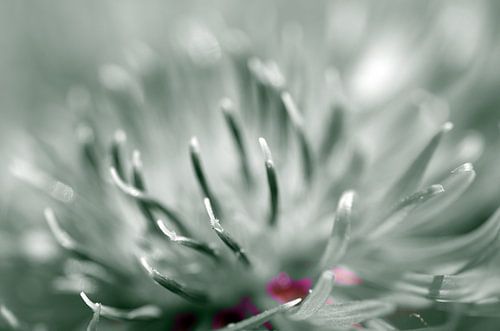 A little bit red, korenbloem Macrofotografie