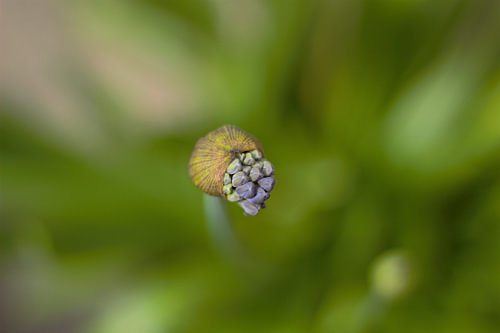 Bloemknop van boven