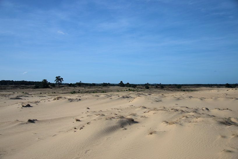 Plaine de sable sur le Veluwe par Merijn Loch