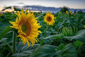 Sonnenblumen in Goudswaard von Leon Okkenburg