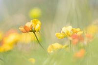 Sunshine on a stem