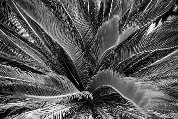 Palm met mooie lijnen zwart wit