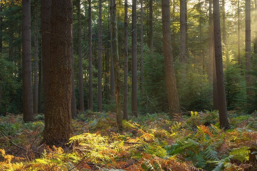 Speulder and Spielder forest (Netherlands) by Marcel Kerdijk